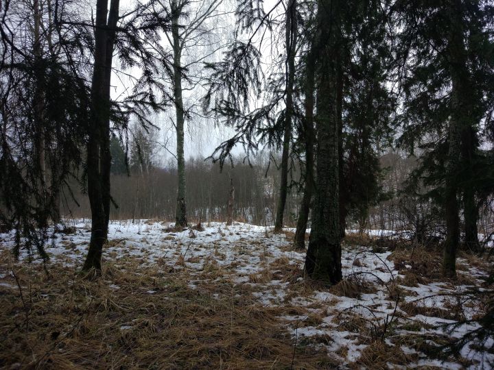 Winter Forest